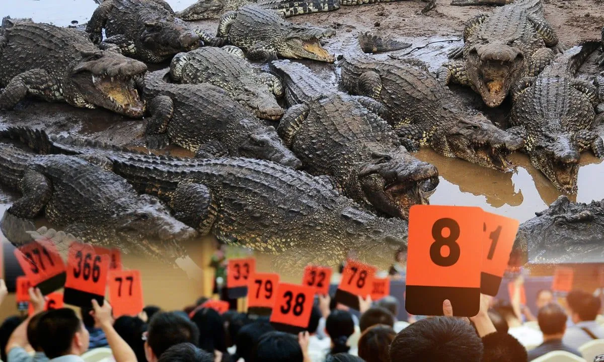 Đấu giá hàng trăm con cá sấu sống gây xôn xao ở Trung Quốc