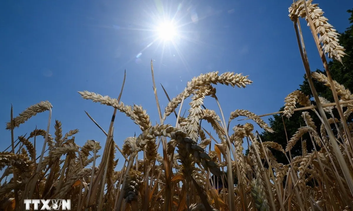 Nông dân Mỹ lo lắng trước khả năng mất thị trường Trung Quốc