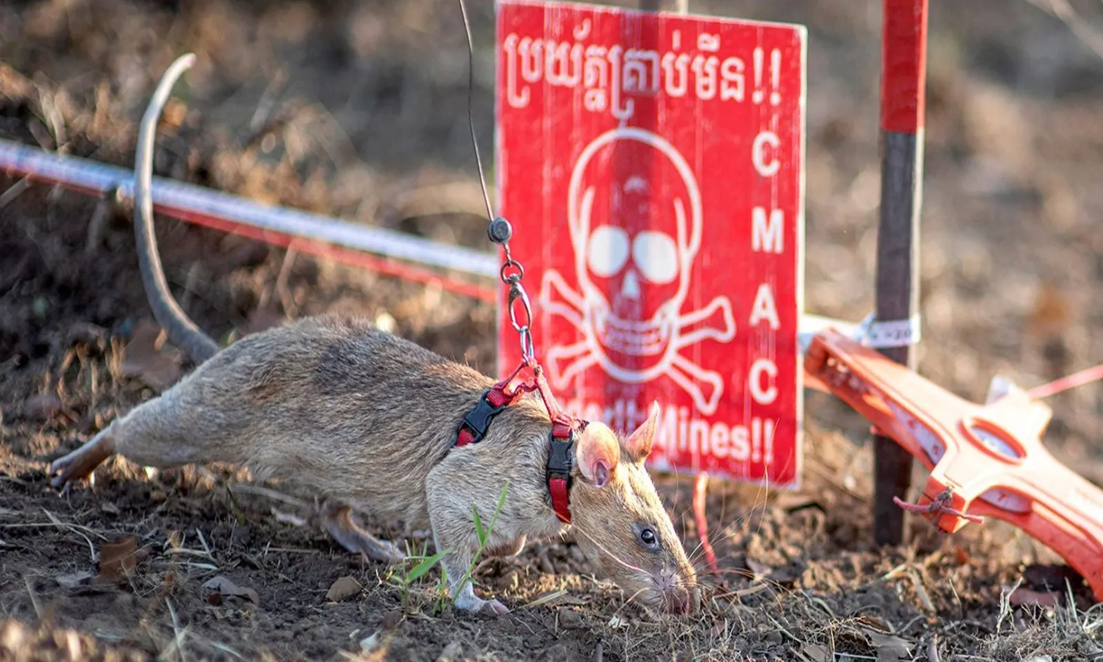 ‘Siêu chuột’ có thể đánh hơi mìn và cứu mạng người