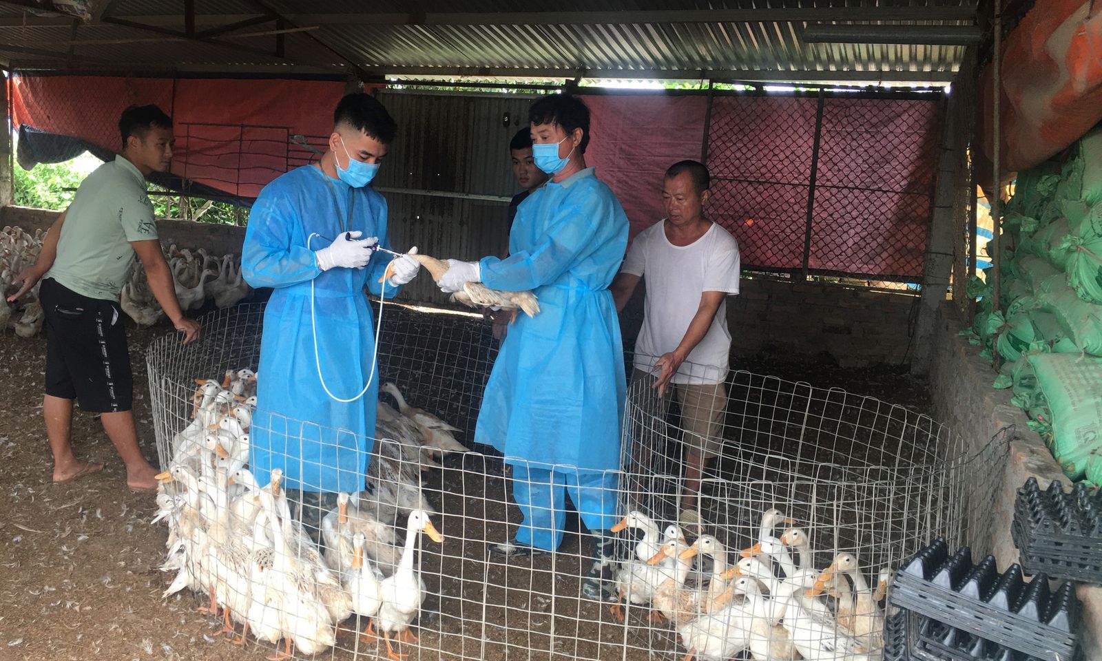 Phát hiện ổ dịch cúm gia cầm A/H5N1 tại Quảng Trị