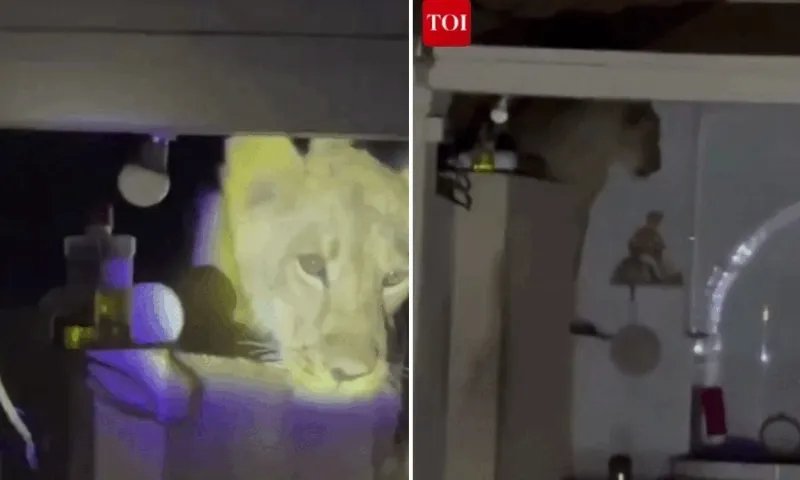 Sư tử “ghé thăm” lúc nửa đêm 
