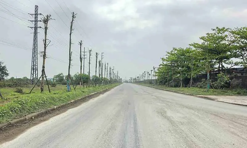 Nhiều cây xanh chết khô sau khi trồng ở thị xã Kỳ Anh, tỉnh Hà Tĩnh.