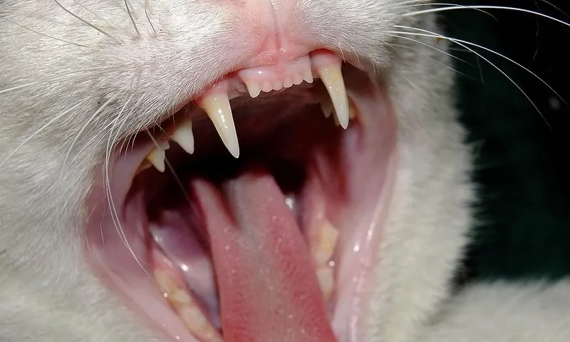 Bị mèo hoang cắn, hai tháng sau người đàn ông tử vong 