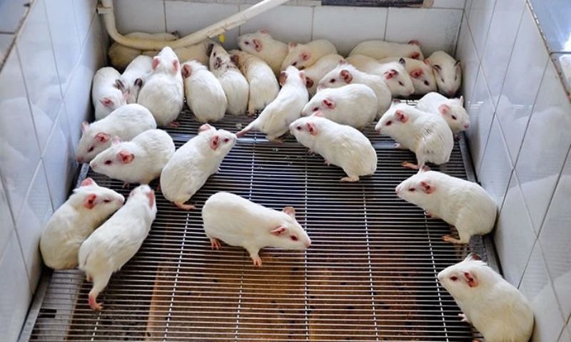 Nhiều bước tiến trong cấy ghép thận cho thai nhi chuột