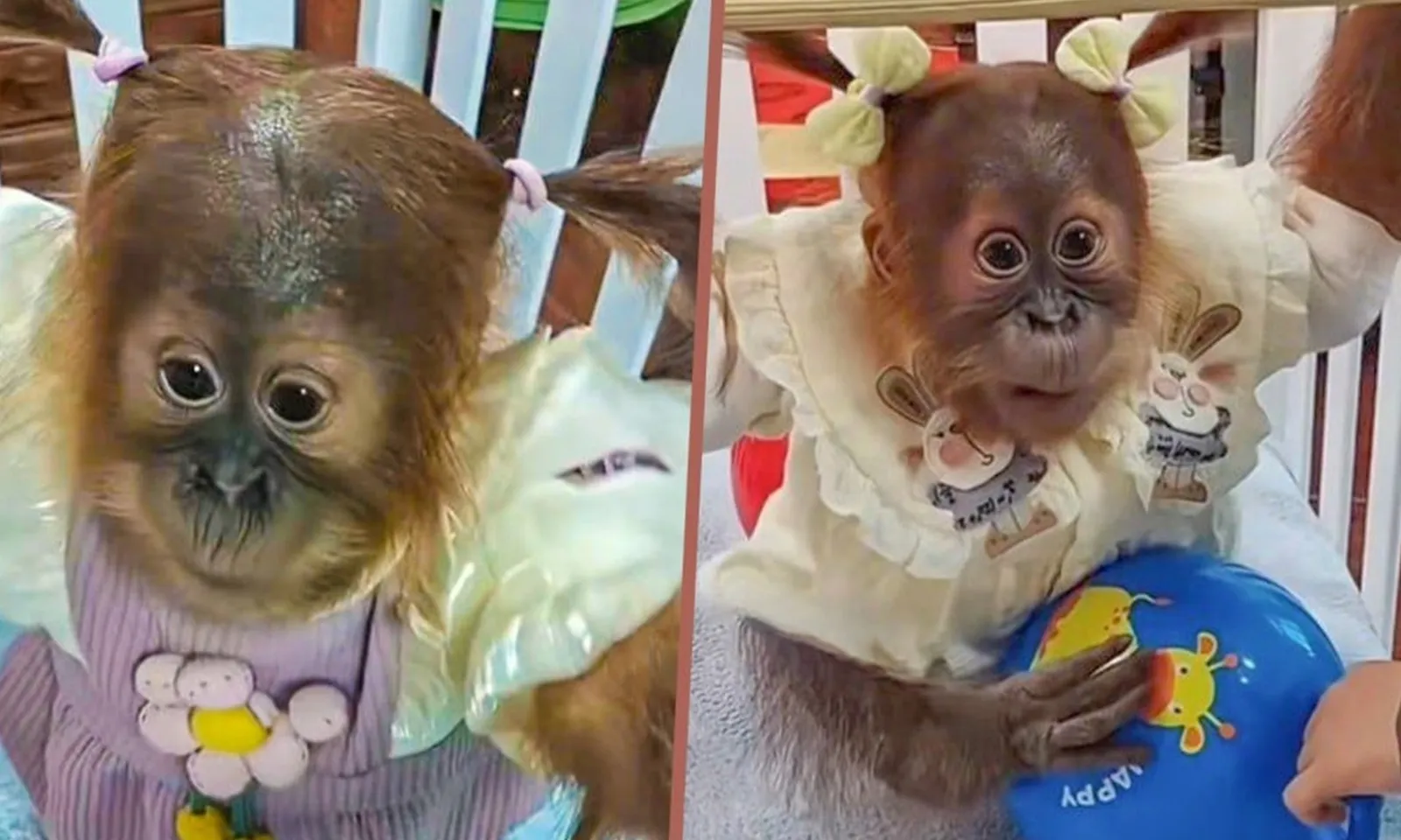 Sở thú gây tranh cãi vì mặc quần áo, tết ​​tóc cho tinh tinh con