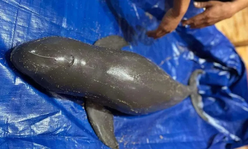 Bình Định: Cá voi nặng 30kg dạt vào bờ biển 