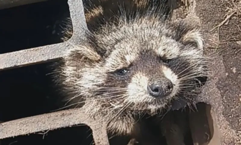 Dùng xà bông giặt để cứu đầu gấu trúc khỏi lưới thoát nước mưa