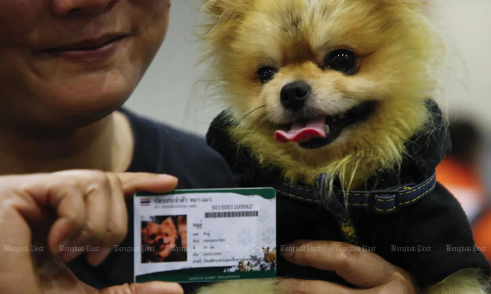 Từ năm 2026: Chủ vật nuôi tại Bangkok phải gắn chip cho chó, mèo