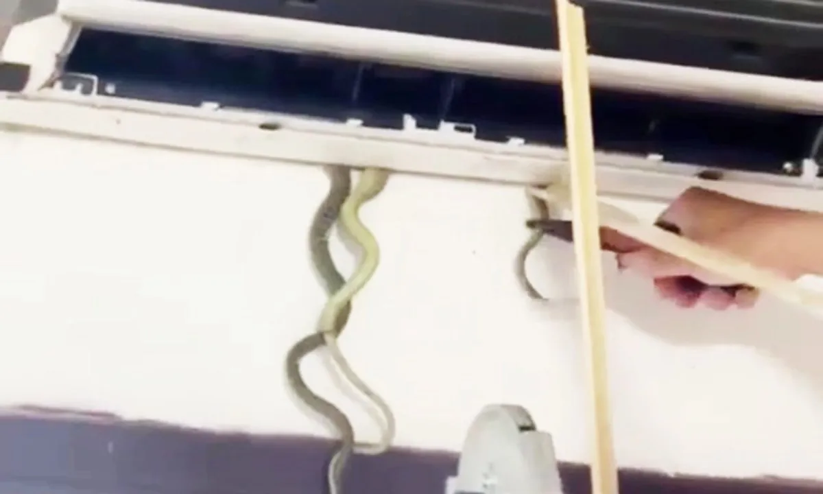 Kinh hãi phát hiện 7 con rắn trú ẩn trong máy lạnh ở Quảng Nam