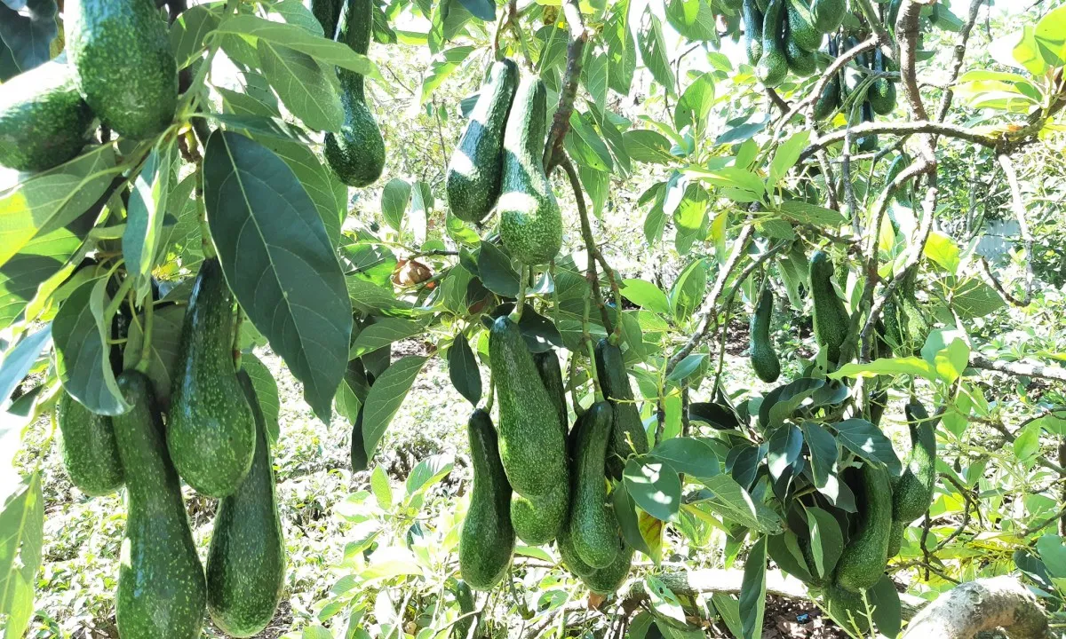 Bơ Lâm Đồng sốt giá đầu mùa