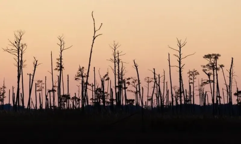 Rừng ma lan rộng khi mực nước biển dâng