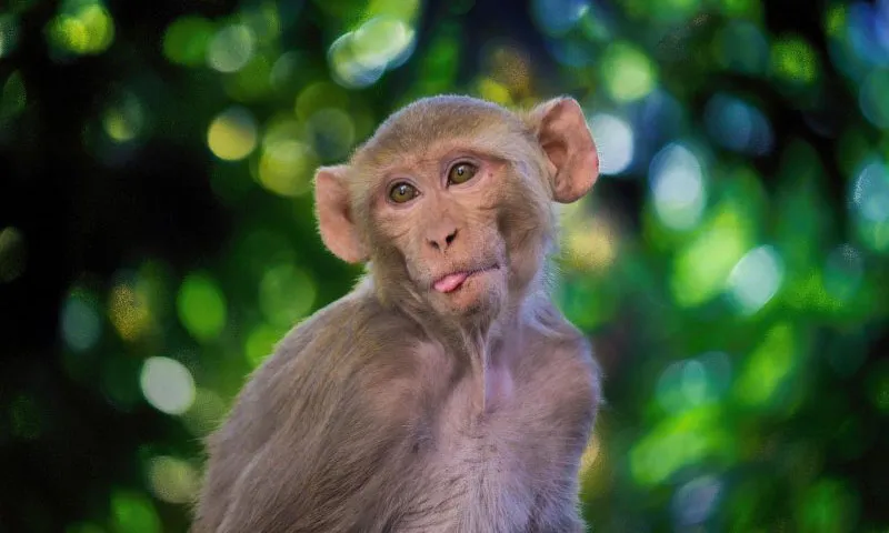 Khu phố ở Florida được cảnh báo thấy khỉ xuất hiện