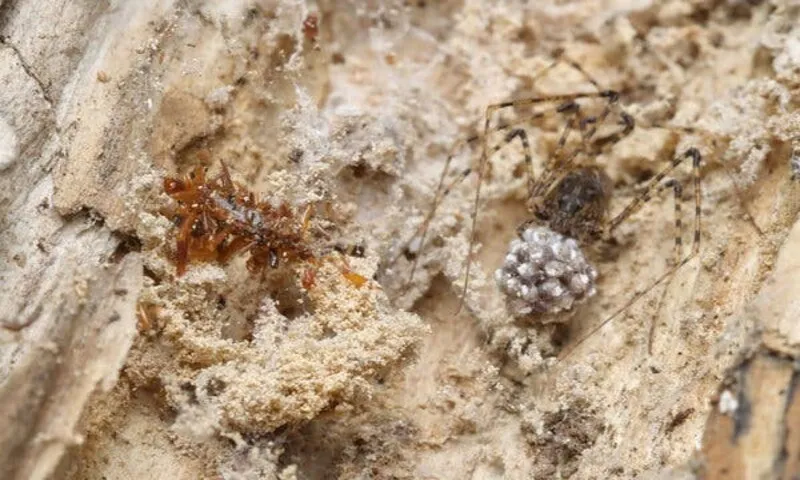 Phát hiện loài sâu bướm dùng xác con mồi để ngụy trang