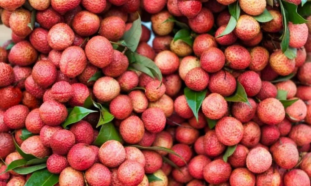 vai-thieu-tac-dung-doi-voi-suc-khoe-phan-loai-va-cach-che-bien-202207091620275628