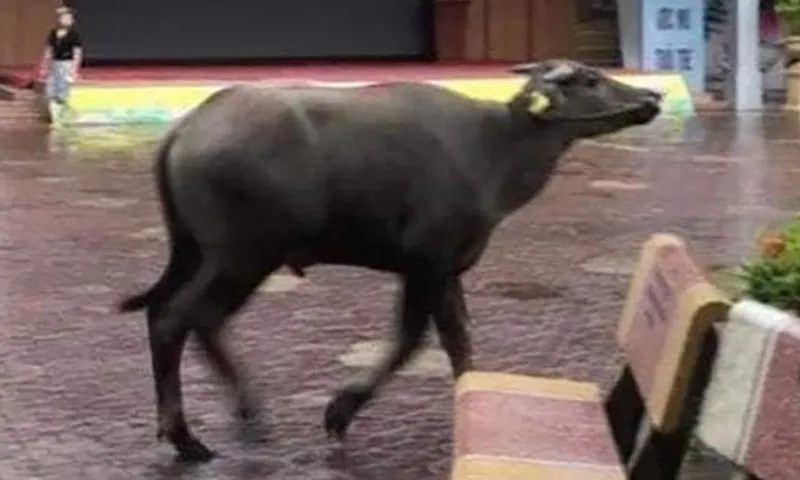 Trâu lao vào nhà dân húc 3 người bị thương