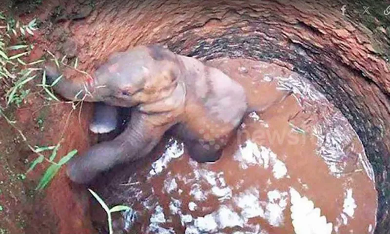 Phát hiện voi rừng con rơi xuống, chết dưới giếng