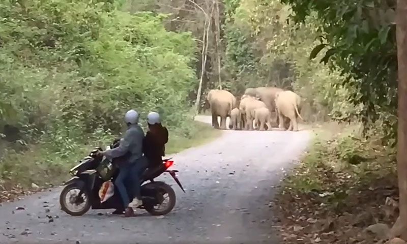 Xuất hiện đàn voi rừng 7 con đi dạo ven hồ Trị An