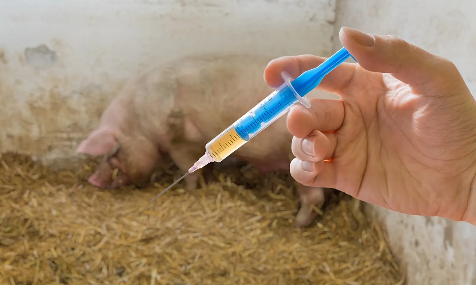 Xuất cấp hơn 2 triệu liều vaccine lở mồm long móng cho 30 địa phương