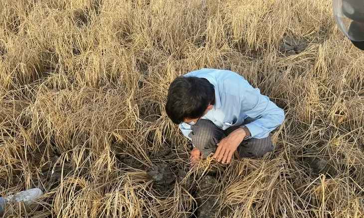 lua chet gan cao toc