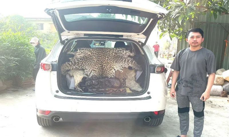 Tài xế chở bộ da báo hoa mai đem bán bị khởi tố