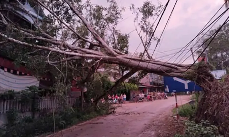 Lốc xoáy gây dổ cây tại huyên Trấn Yên , tỉnh Yên Bái