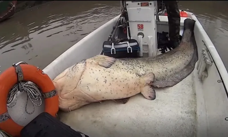 Câu được cá trê nặng 113kg