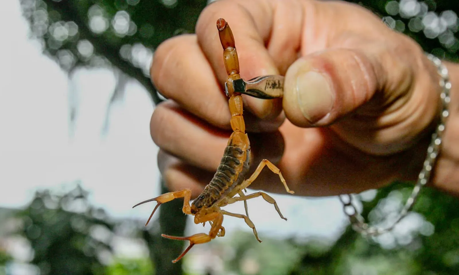 Brazil: Bọ cạp phát triển nhanh tại các thành phố lớn, gây ra 133 ca tử vong vào năm 2024
