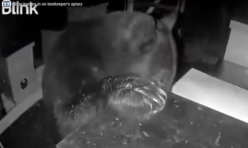 Gấu đột nhập vào trại nuôi ong xơi hết cả tổ ong