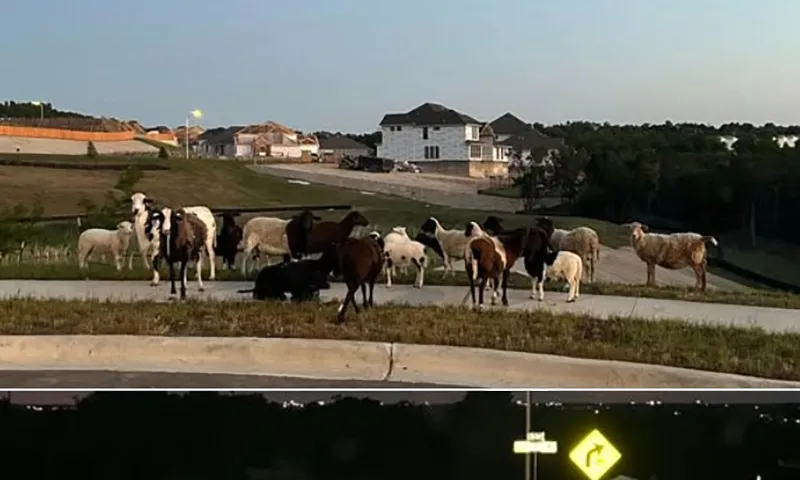 Phát hiện bầy cừu bí ẩn đi lang thang gần trường học Texas