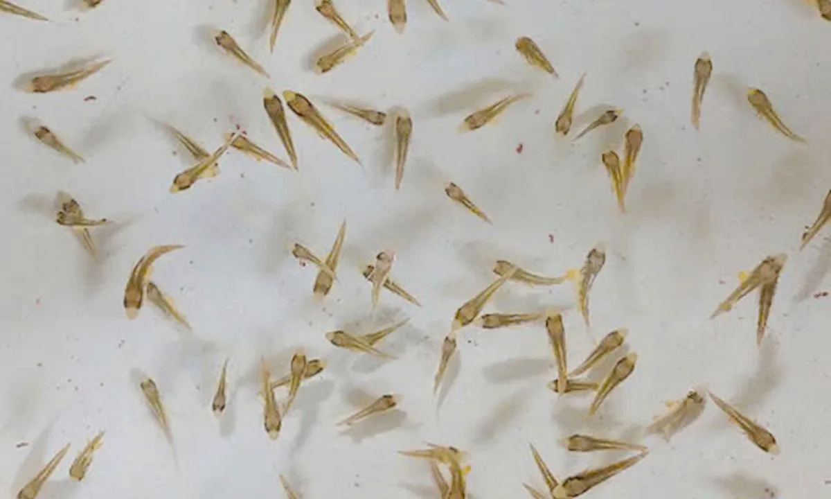 Điểm tin sáng 11/5: Việt Nam sản xuất giống cá cam | Bến du thuyền quốc tế đầu tiên tại Việt Nam 