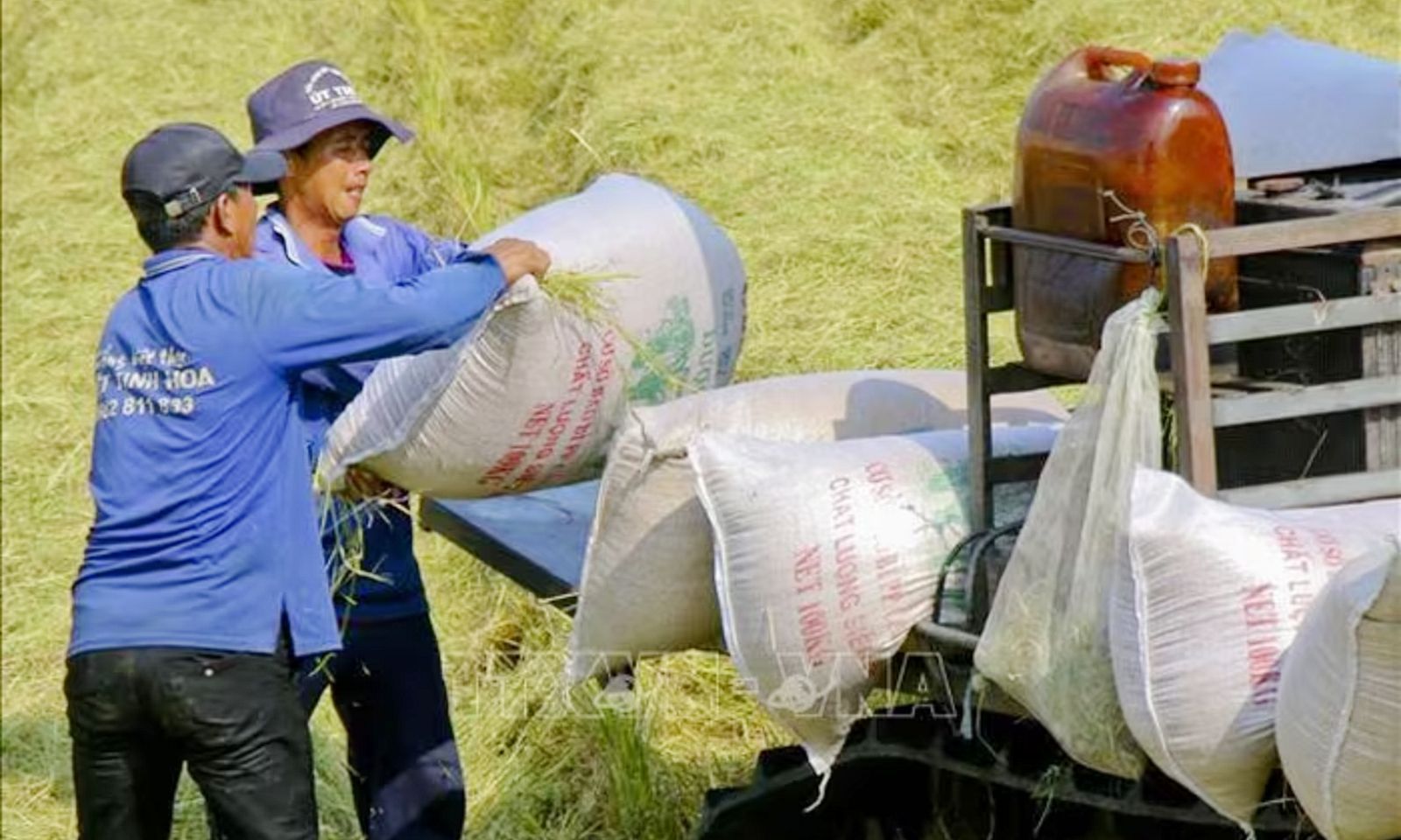 Giá gạo xuất khẩu của Việt Nam giảm 20%