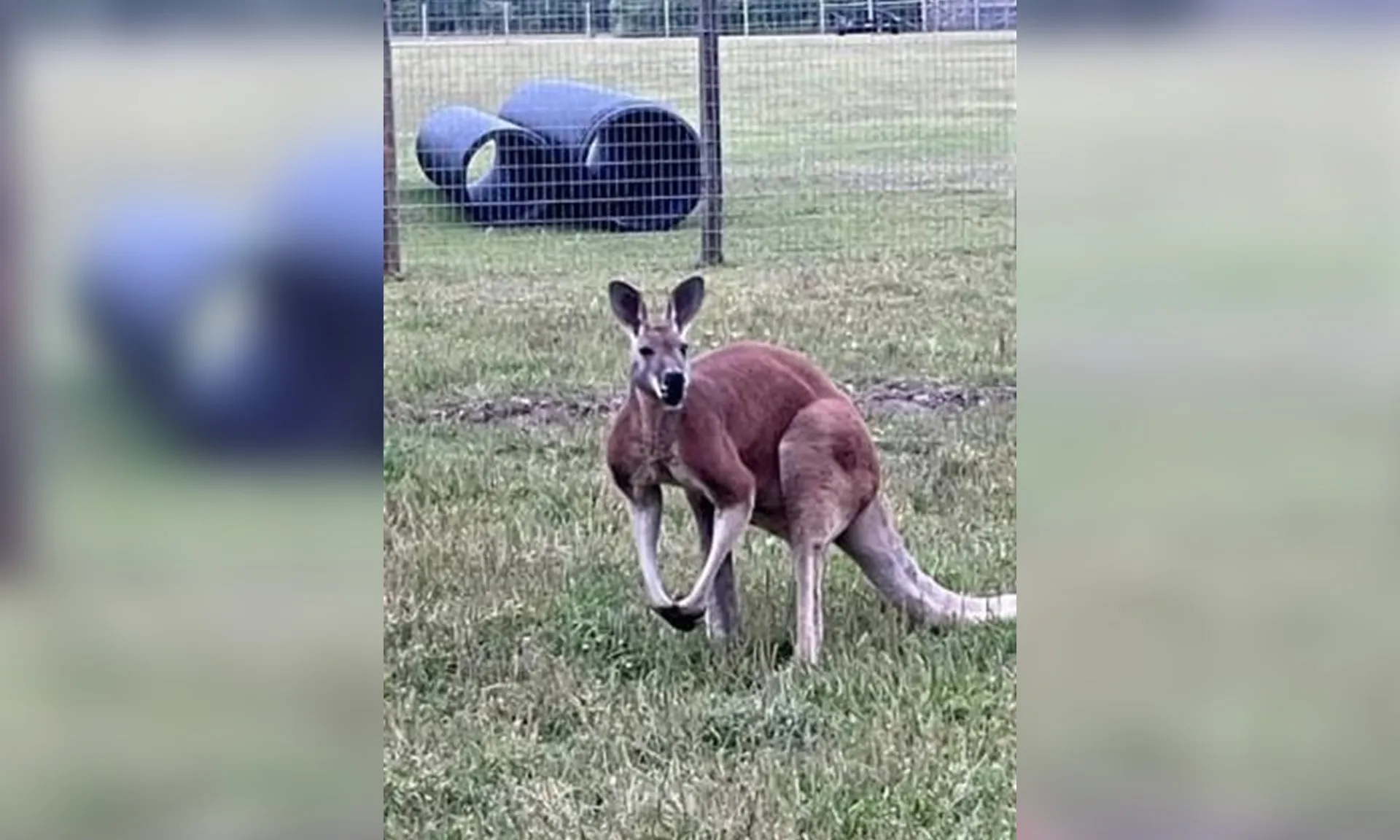 kangaroo-120525