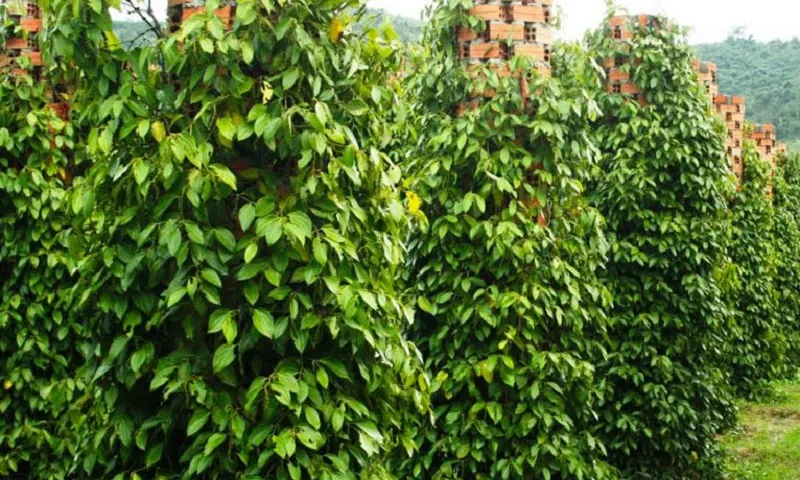 cây tiêu
