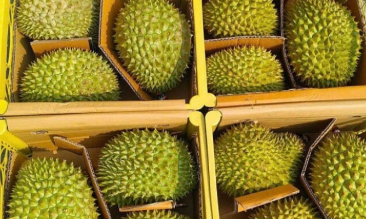 Xuất khẩu sầu riêng giảm