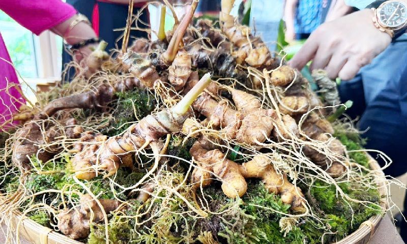 Tri thức dân gian về sâm Ngọc Linh được công nhận là Di sản văn hóa phi vật thể quốc gia