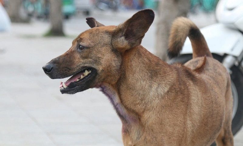 Bé trai nguy kịch vì uống thuốc nam sau khi bị chó cắn