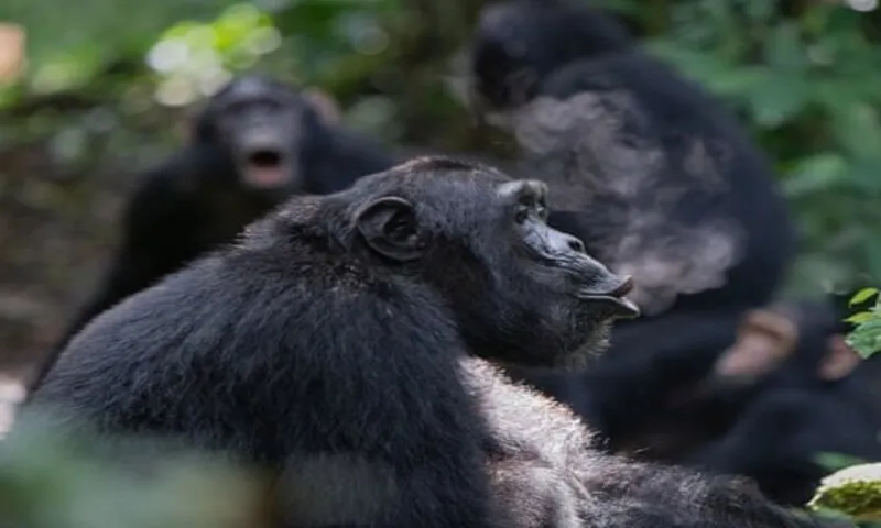 Tổ tiên loài người có thể đã giao tiếp bằng nhịp điệu từ hàng triệu năm trước