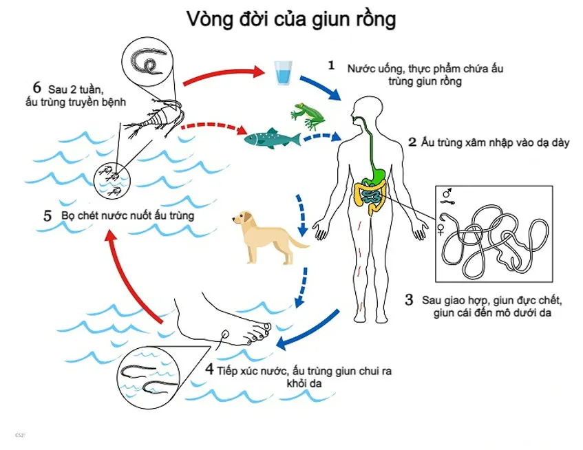 vong-doi-cua-giun-rong