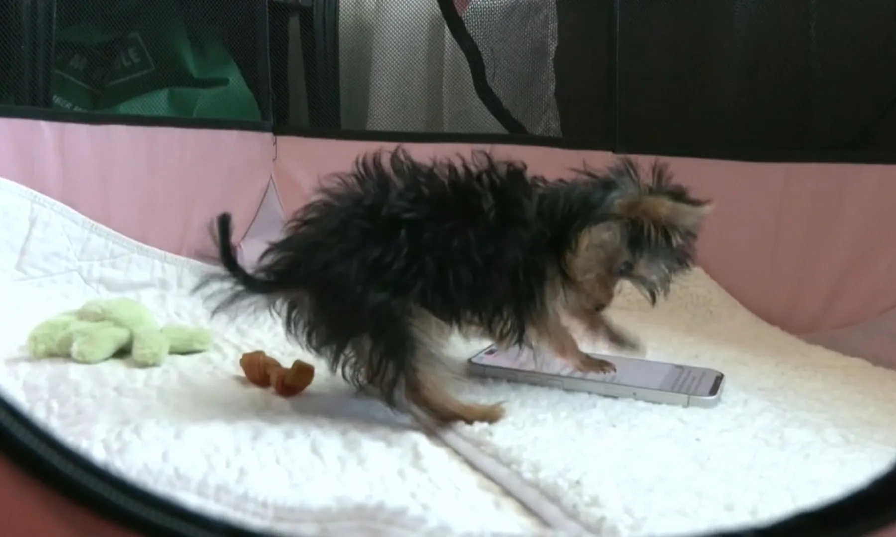 Chú chó Yorkie cao 3 inch có thể là chú chó ngắn nhất thế giới