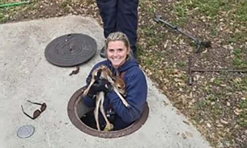 Giải cứu chú hươu con bị mắc kẹt trong cống thoát nước 