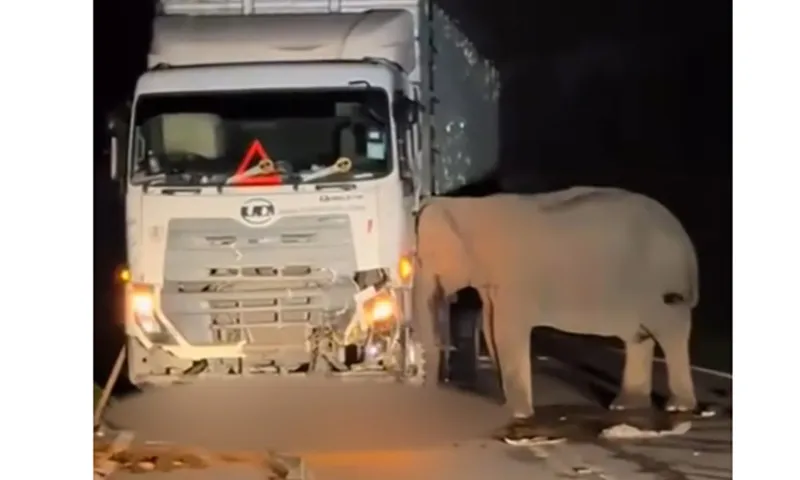 Xúc động suốt 5 giờ voi mẹ cố gắng giải cứu voi con bị xe tải đè chết