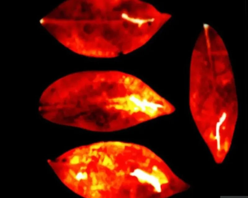 Phát xạ biophoton từ bốn lá cây ô