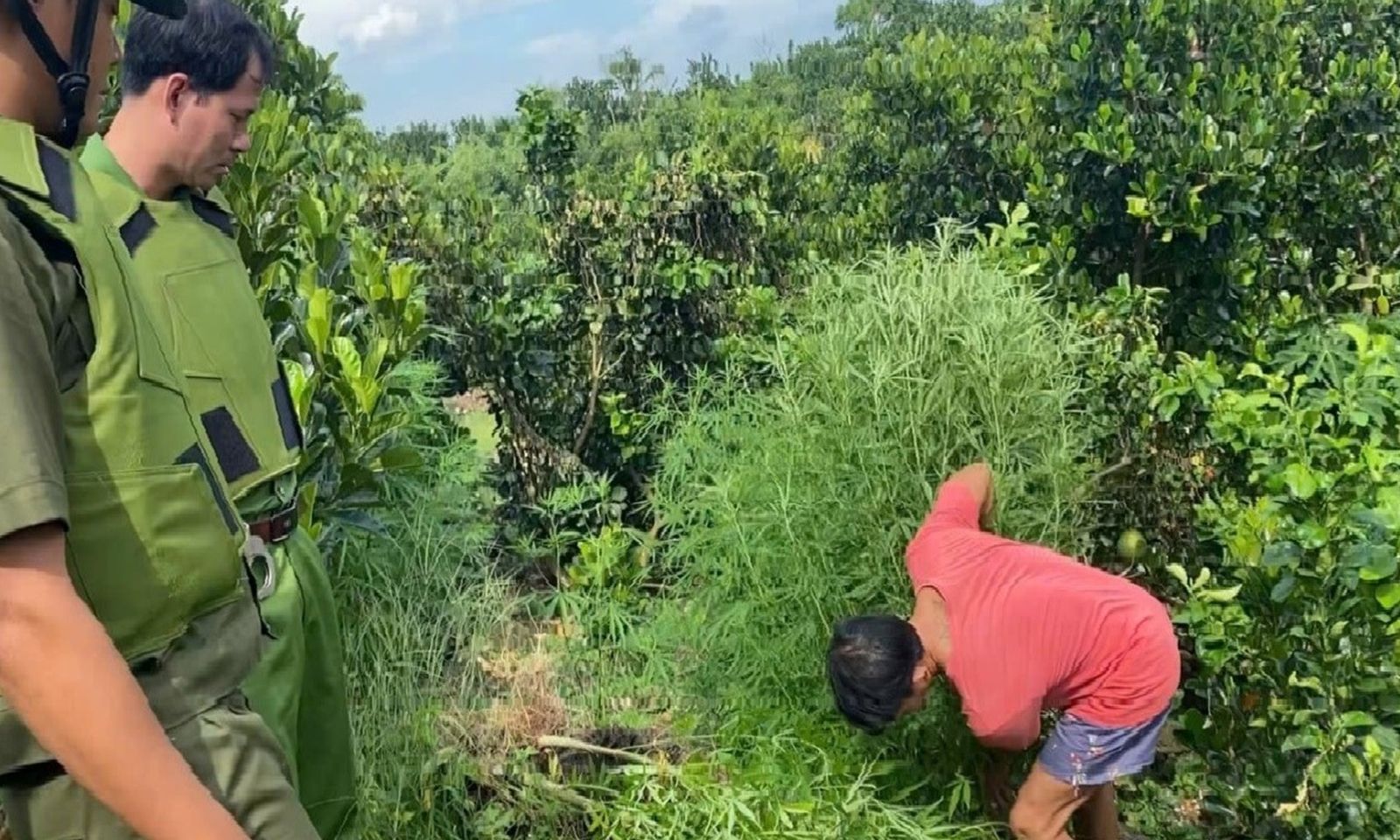 Phát hiện đối tượng trồng trái phép cây cần sa tại Đồng Nai