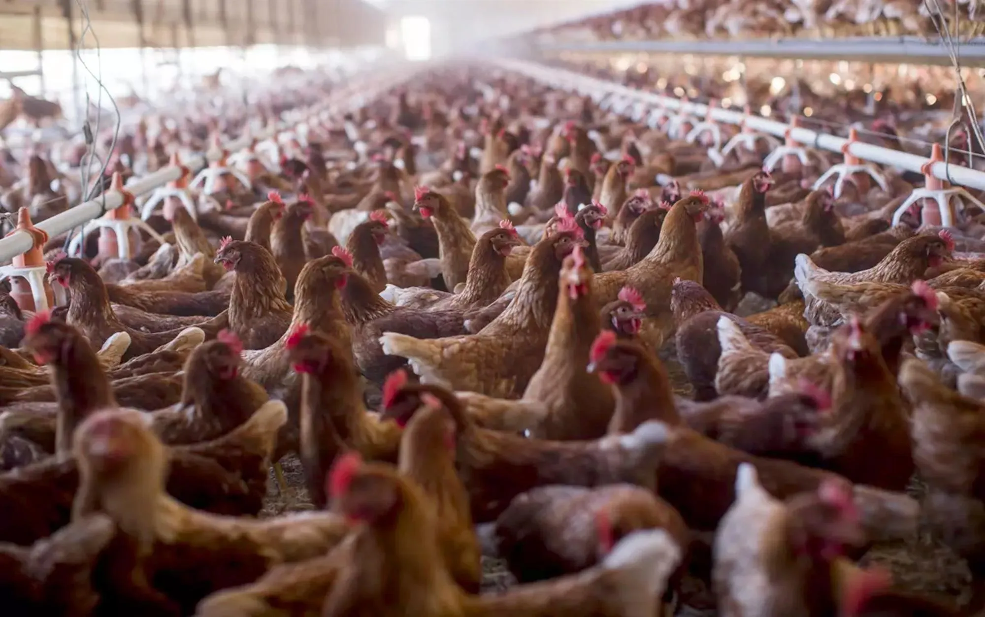 ed588160-9321-4650-a4a8-b3a1c47a059c_d938c899