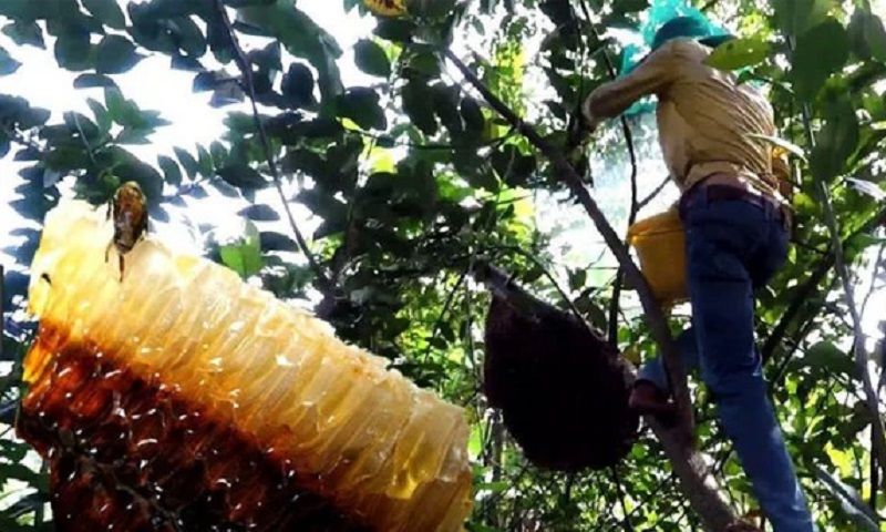 Hơn 60 người trắng đêm tìm người đàn ông mất tích khi đi săn mật ong ở Quảng Bình
