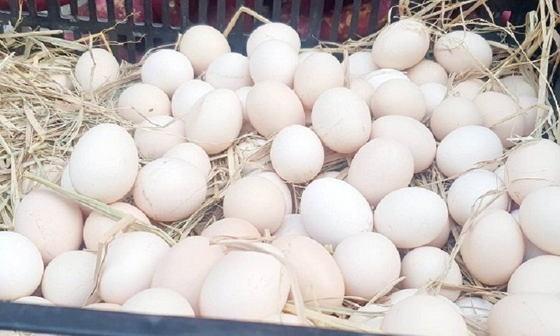 Hiệp hội gia cầm bác bỏ tin đồn trứng gà giả lan truyền trên mạng