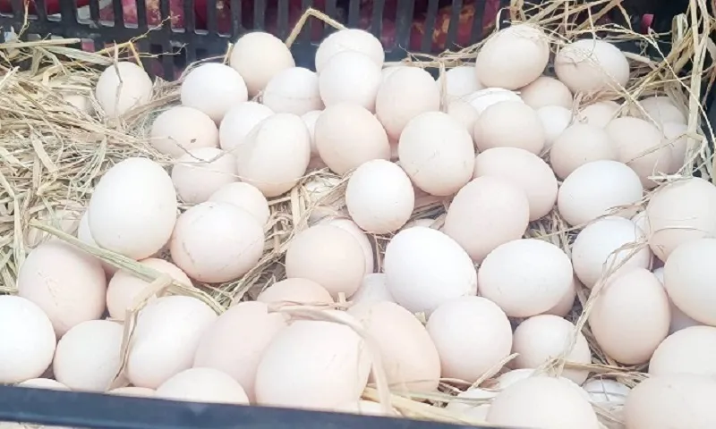 Hiệp hội gia cầm bác bỏ tin đồn trứng gà giả lan truyền trên mạng