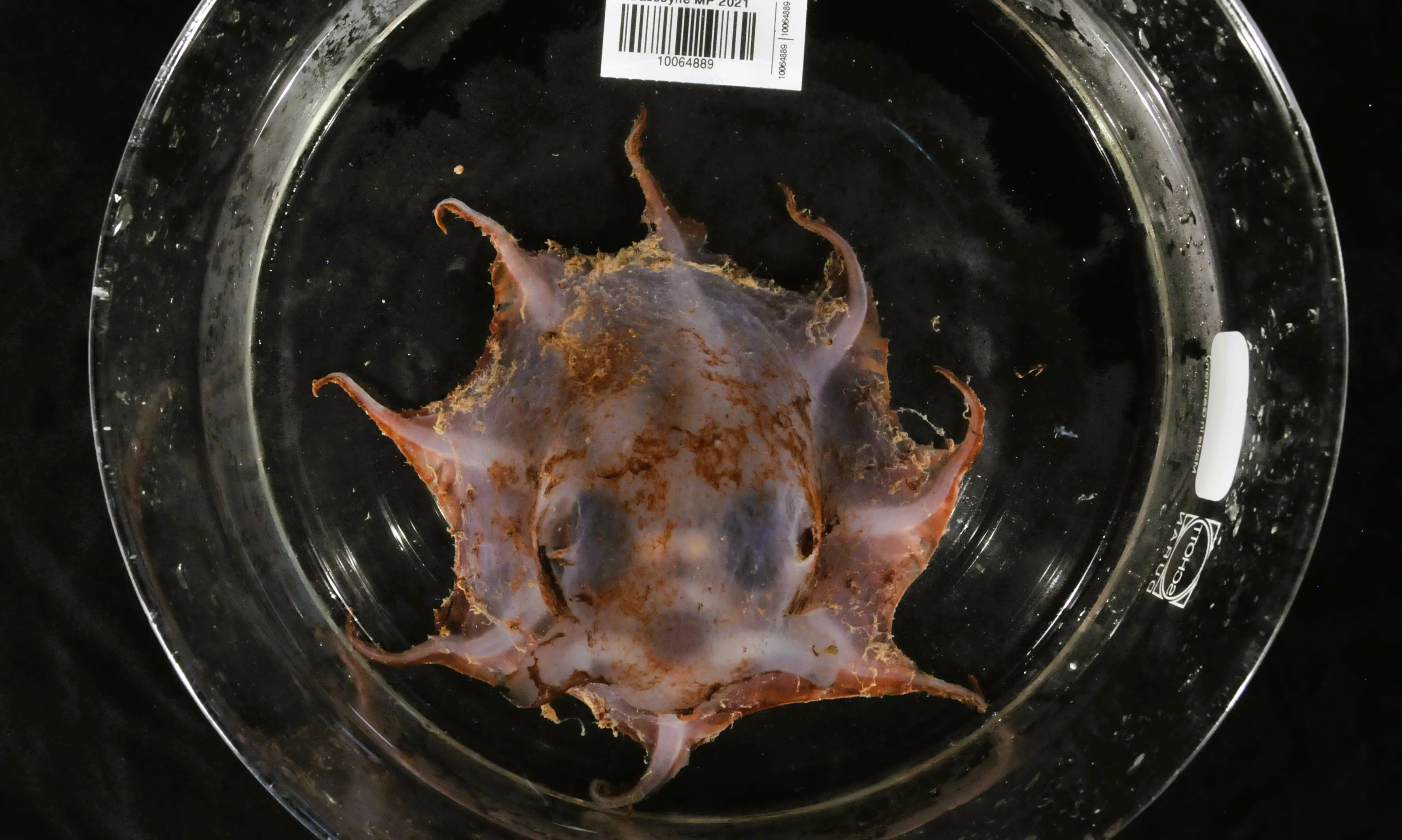 Phát hiện loài bạch tuộc mới Carnarvon Flapjack ở vùng biển sâu Australia