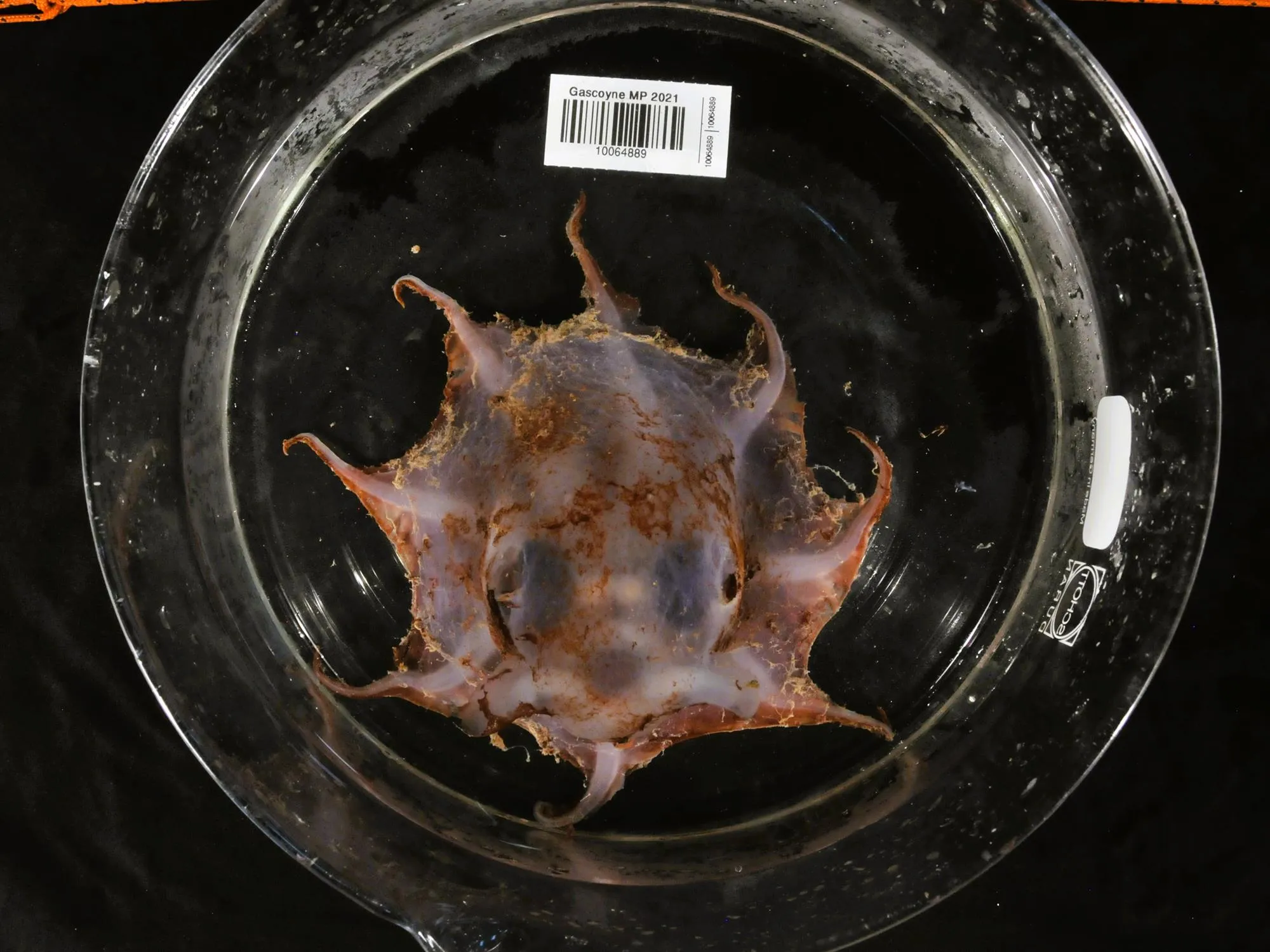 10_Carnarvon-Flapjack-Octopus-topside_CSIRO-Cindy-Bessey