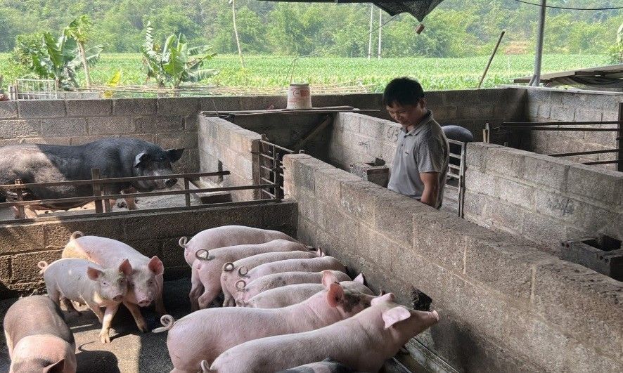 Cao Bằng: Dịch tả heo châu Phi lan mạnh, gần 3 tấn heo bệnh bị tiêu hủy